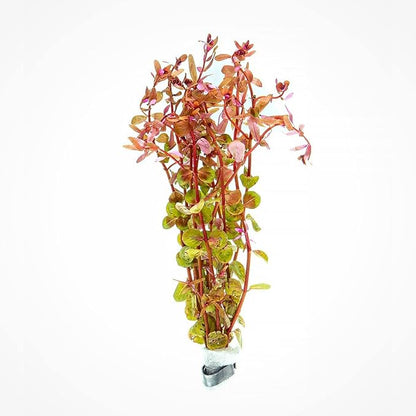 Live Aquarium Red Stem Plants - Freshwater Aquatic Plant for Fish Tanks, Aquascaping - (Rotala Rotundifolia, 1 Bunch)