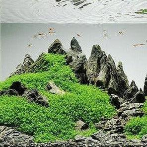 Dwarf Baby Tears (Hemianthus Callitrichoides)