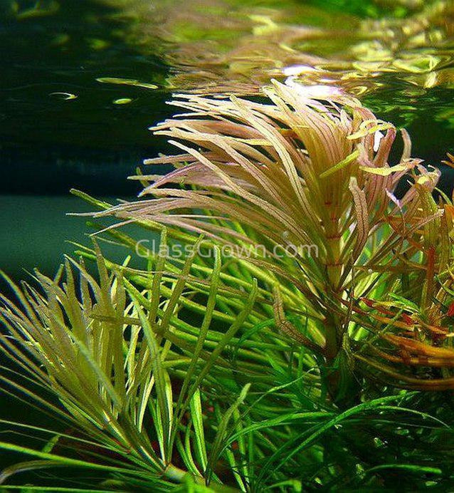 Pogostemon Stellatus 'Octopus'