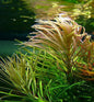 Pogostemon Stellatus 'Octopus'