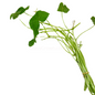 Brazilian Pennywort