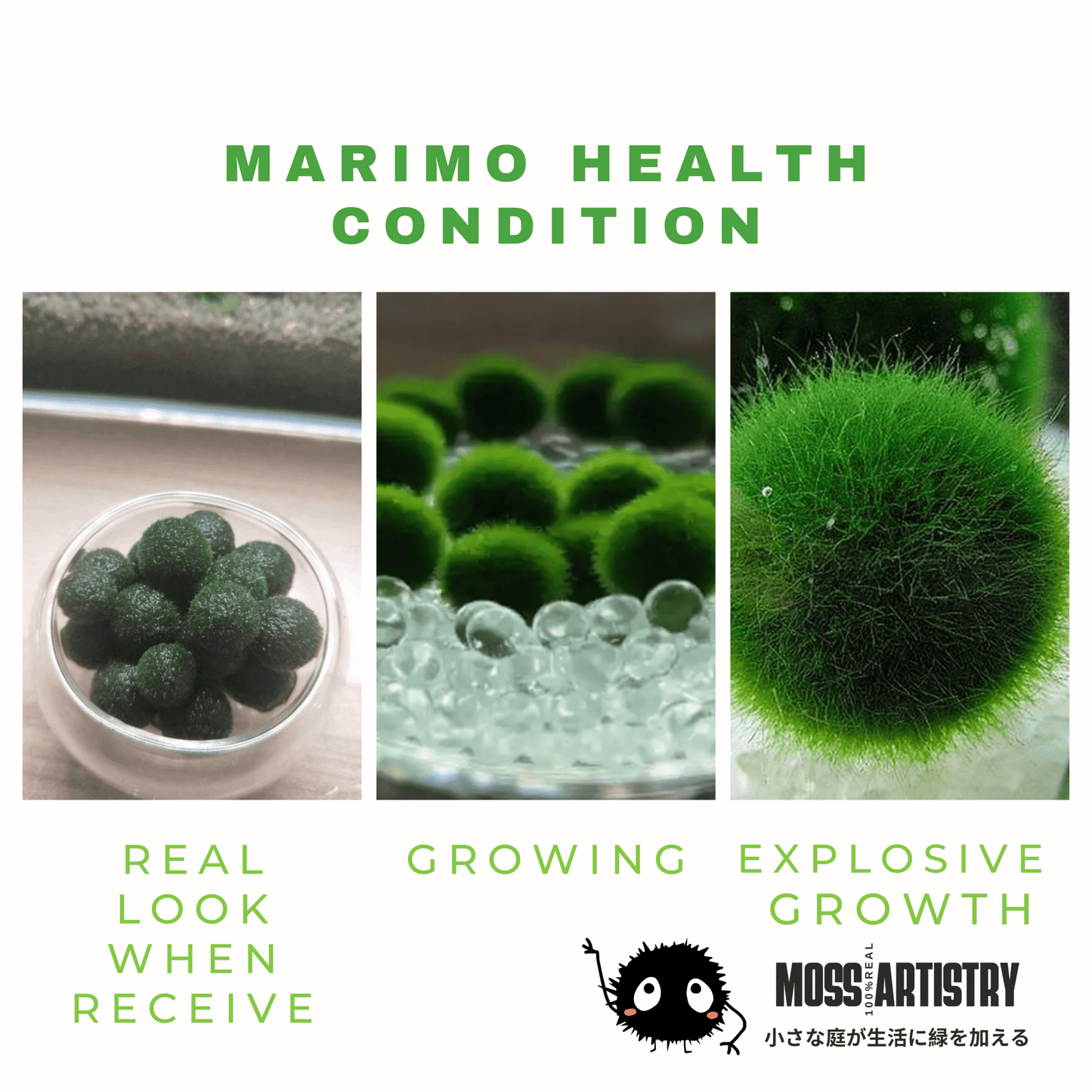 Sample Marimo Moss Balls For Aquarium Multiple Size - Kokedama Japanese Algae Ball