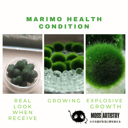 Sample Marimo Moss Balls For Aquarium Multiple Size - Kokedama Japanese Algae Ball