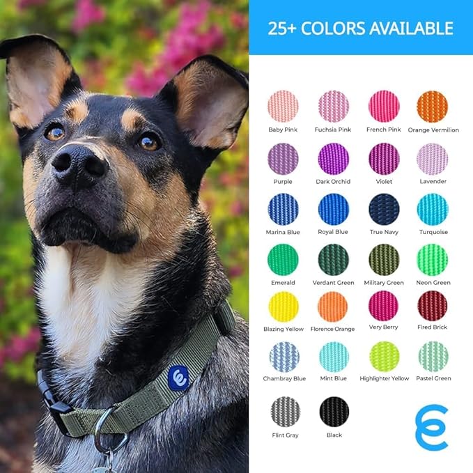 Blueberry Pet Essentials Medium Dog Collar in Royal Blue | Adjustable & Eco-Friendly Durable Nylon Strap | Classic Collar for Medium Dogs, Boy & Girl Pets
