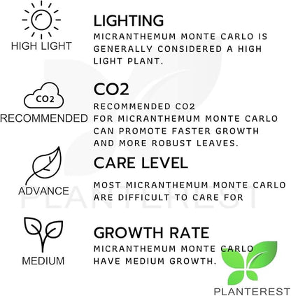 Micranthemum Monte Carlo Compact Tissue Culture Vitro Cup Freshwater Carpet Live Aquarium Plants Decoration BUY2GET1FREE