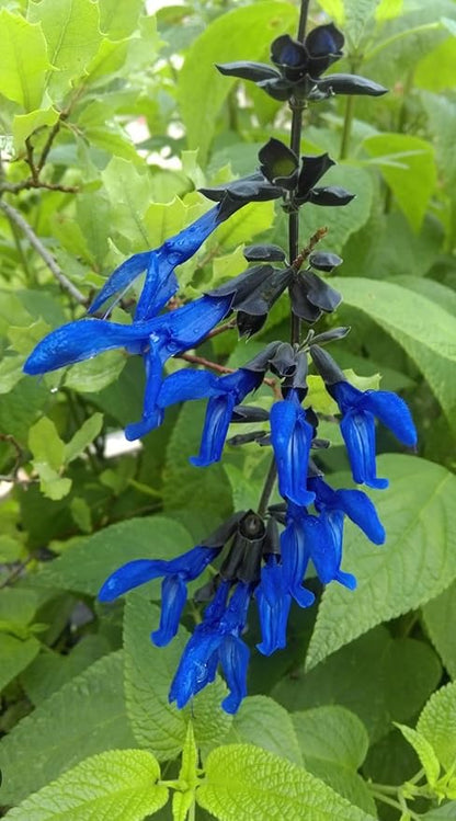 Black and Blue Salvia Guaranitica – Live Perennial Plant 3" Pot – Hummingbirds