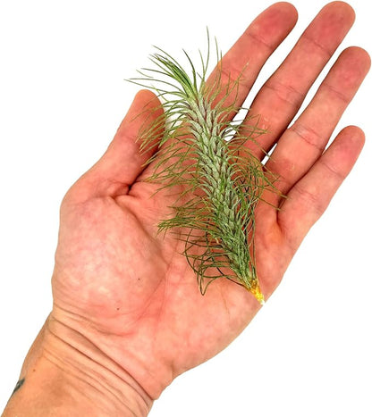 Air Plants - Colombian Tillandsia Funckiana, Large 5" - 3ct - Live Arrival Guaranteed - House Plants for Home Decor & Gift