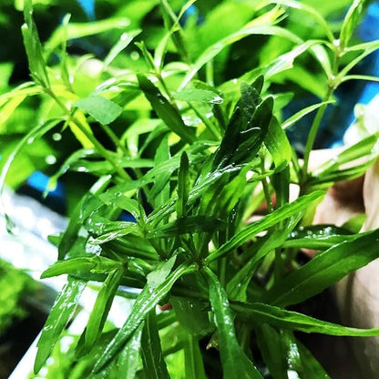 Pogostemon Stellatus Octopus Potted Stems Live Aquarium Plants Freshwater Tank Decoration