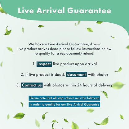 Java Fern Live Aquarium Plants - Potted Freshwater Plant for Fish Tanks - Beginner Friendly, Low Light (Windelov, 3 Pots)