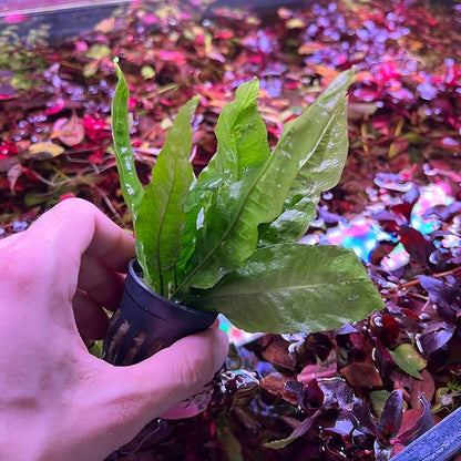 Java Fern Live Aquarium Plants - Potted Freshwater Plant for Fish Tanks - Beginner Friendly, Low Light (Java Fern, 1 Pot)