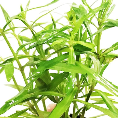 Pogostemon Stellatus Octopus Potted Stems Live Aquarium Plants Freshwater Tank Decoration