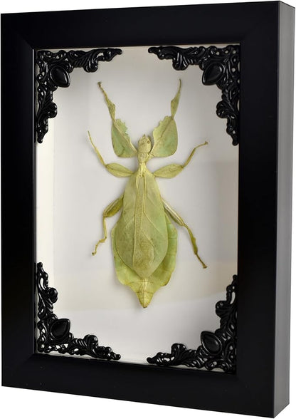 Tarantula or Leaf Insect in Gothic Shadow Box Frame | Mexican Gothic Taxidermy | Witch & Halloween Décor for Bedroom | Goth Home Décor (Leaf Insect)