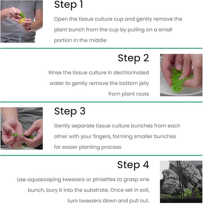Ultum Nature Systems Cryptocoryne Willisii Tissue Culture Live Plant for Aquarium, Aquascape, Freshwater Fish Tanks - 100% Snail Free in Vitro