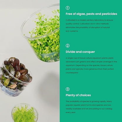 Cryptocoryne parva in Vitro Tissue Culture Small Cup