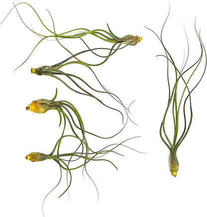 Live Air Plants - Tillandsia Butzii, Jumbo 7-9" - 5ct - Live Arrival Guaranteed - House Plants for Home Decor & Gift