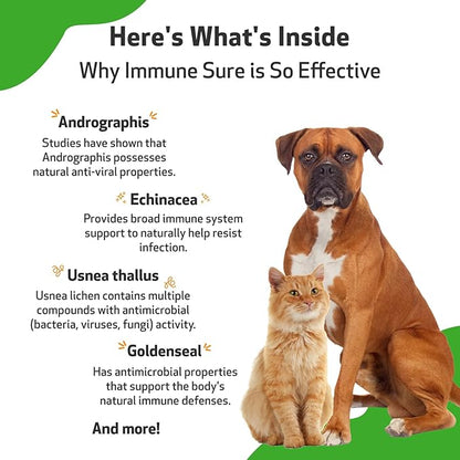 Pet Wellbeing Immune Sure for Dogs - Supports Normal Immune Defenses, Gut Flora Balance, Andrographis, Echinacea, Vitamin C, Zinc - Veterinarian-Formulated Herbal Supplement 4 oz (118 ml)