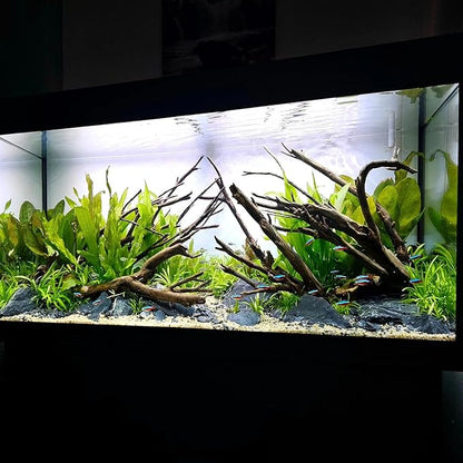 Amazon Sword Echinodorus Bleheri Live Plant for Freshwater Aquariums, Natural Fish Tank Decorations, and Aquatic Decor (3 Pots (6-9 Plants))