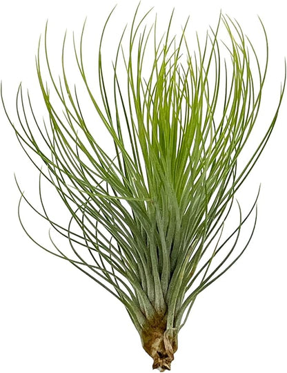 Air Plants - Tillandsia Andreana, Large 4-6" - 3ct - Live Arrival Gauranteed - House Plants for Home Decor & Gift