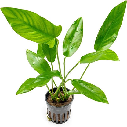 Live Plants – Anubias Hastifolia (Anubias hastifolia) – Low to Moderate Light, Medium to Dark Green Arrow-Shaped Leaves, Midground to Background Tank Placement - Pot, 3 Pack