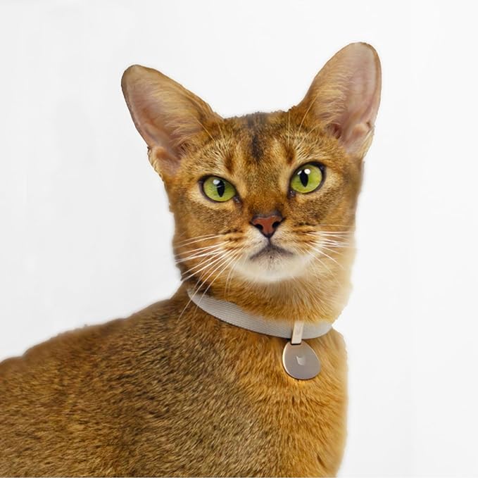 Safety Cat Collar and ID Tag Set - Elastic Quick Release, Non Breakaway Cat Collar Personalized Anodized Aluminum Engraved Pet Name Tag, Lightweight for Kitten Small Large Cats