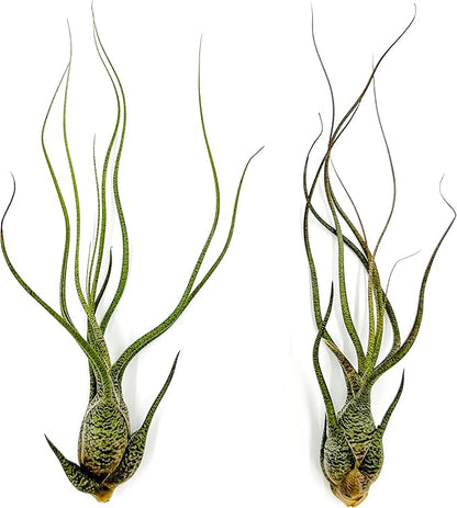 Live Air Plants - Tillandsia Butzii, Jumbo 7-9" - 2ct - Live Arrival Guaranteed - House Plants for Home Decor & Gift