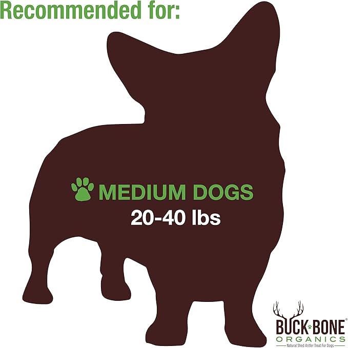 Buck Bone Organics Dog Chews, Moose Antlers for Dogs, Long Lasting Dog Bones for Aggressive Chewers, All Natural, No Preservatives, Wild Shed in The USA (Medium)