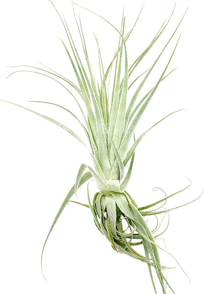 Live Air Plant - Tillandsia Gardneri 5-7” - 5ct - ragnaroc Rare Collectors Indoor Tropical Plant - Live Arrival Guaranteed - House Plants for Home Decor & Gift