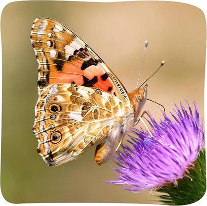 Insect Lore Butterfly Garden with 5 Live Baby Caterpillars - STEM Activity Journal, Habitat, Chrys-A-Lid Holder and Feeder Included | Raise and Release Painted Lady Butterflies