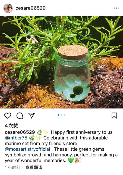 Live Moss Balls Mini Aquarium Jar