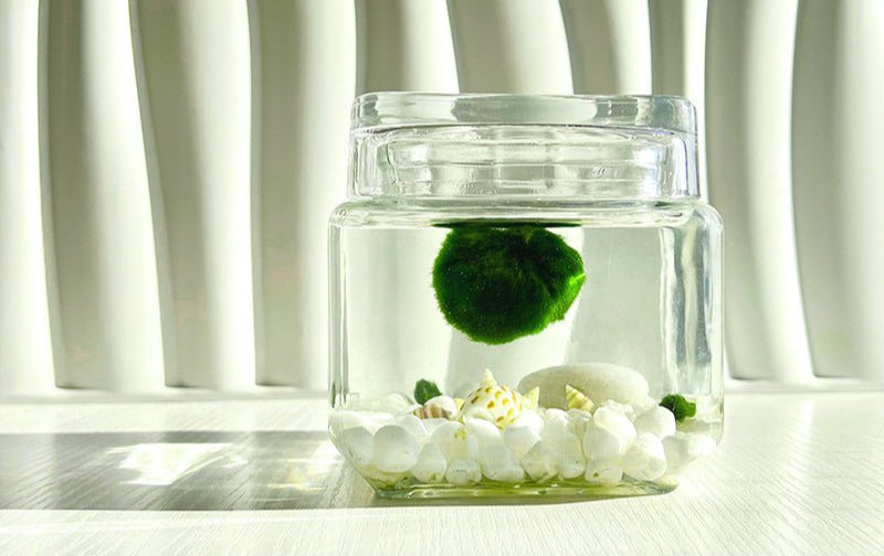 Marimo Moss Ball Aquarium Glass Terrarium Designer 4.5" Home Decor and Office Decor