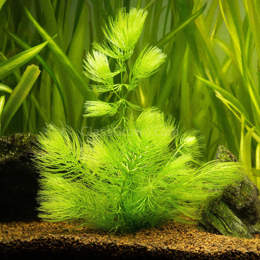 Bunch Hornwort
