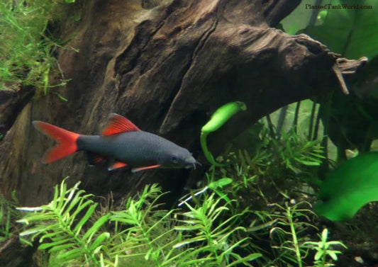 Redtail black Shark