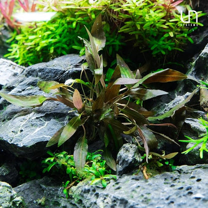 Ultum Nature Systems Cryptocoryne Wendtii Tropica Tissue Culture Live Plant for Aquarium, Aquascaping, Freshwater Fish Tanks - 100% Snail Free in Vitro