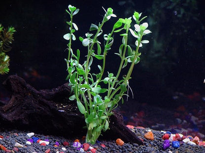 30+ Stems - 8 Species - - Anacharis, Amazon, Rotala, Ludwigia and More!