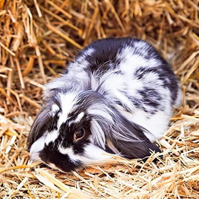 Blue Mountain Hay | Fresh Organic Meadow Hay (48 Ounce) | Mimics Natural Forage | High-Altitude Hay Pet Food for Rabbits, Guinea Pigs, Chinchillas, Hamsters, and Other Small Pets