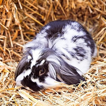 Blue Mountain Hay | Fresh 2nd Cutting Timothy Grass Hay (25 Pounds) | Soft & Leafy, Balanced Nutrition | High-Altitude Hay Pet Food for Adult Rabbits, Guinea Pigs, Chinchillas, and Other Small Pets