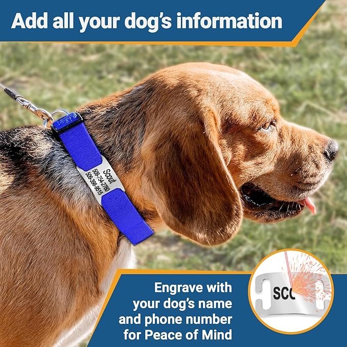GoTags Personalized Dog Collar with Nameplate, Adjustable Dog Collar with Custom Engraved Slide On Pet ID Tag in Stainless Steel, Silent, No Noise Dog Tag (Light Blue, Medium)
