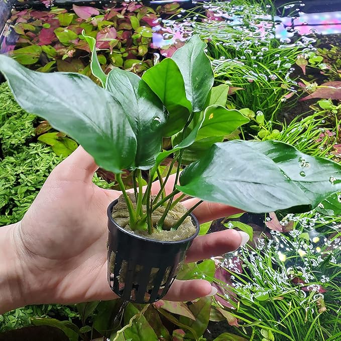 Anubias Live Aquarium Plants - Potted Freshwater Plant for Fish Tanks, Terrariums - Beginner Friendly Low Light (Barteri, 1 Pot)