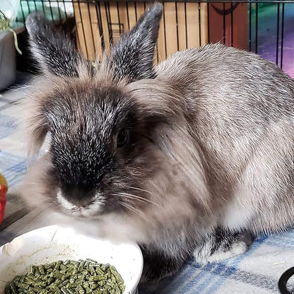 Sherwood Baby Rabbit Food. Hay-Based Pellet. No Wheat, Corn, or Soy for Better Digestion. 4.5 lbs