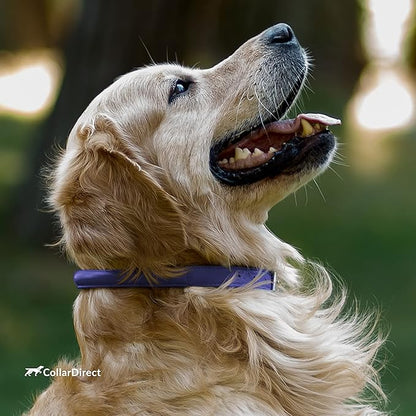 CollarDirect Rolled Leather Dog Collar, Soft Padded Round Puppy Collar, Handmade Genuine Leather Collar Dog Small Large Cat Collars 13 Colors (8-11 Inch, Purple Textured)