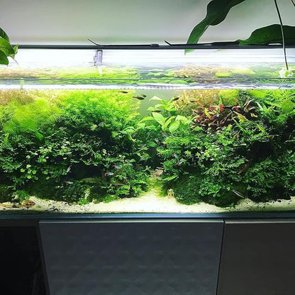 Java Fern Live Aquarium Plants - Potted Freshwater Plant for Fish Tanks - Beginner Friendly, Low Light (Windelov, 5 Pots)