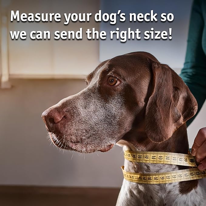 Biothane Custom Dog Collar – Waterproof, Stink-Proof Personalized Collar with Name & Phone Number – Durable, Many Sizes and Colors – Assembled in USA (Cherry Red)