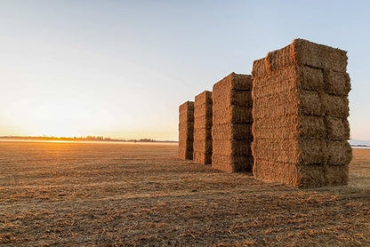 Blue Mountain Hay High-Altitude Hay - Organic Alfalfa, 10lb - High Protein, Fiber & Mineral-Rich - Soft, Leafy, High Leaf Retention - Ideal for Goats, Rabbits, Guinea Pigs & Other Small Animals