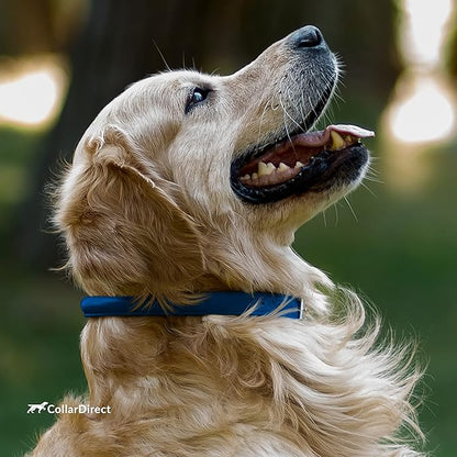 CollarDirect Rolled Leather Dog Collar, Soft Padded Round Puppy Collar, Handmade Genuine Leather Collar Dog Small Large Cat Collars 13 Colors (13-16 Inch, Deep Blue Textured)