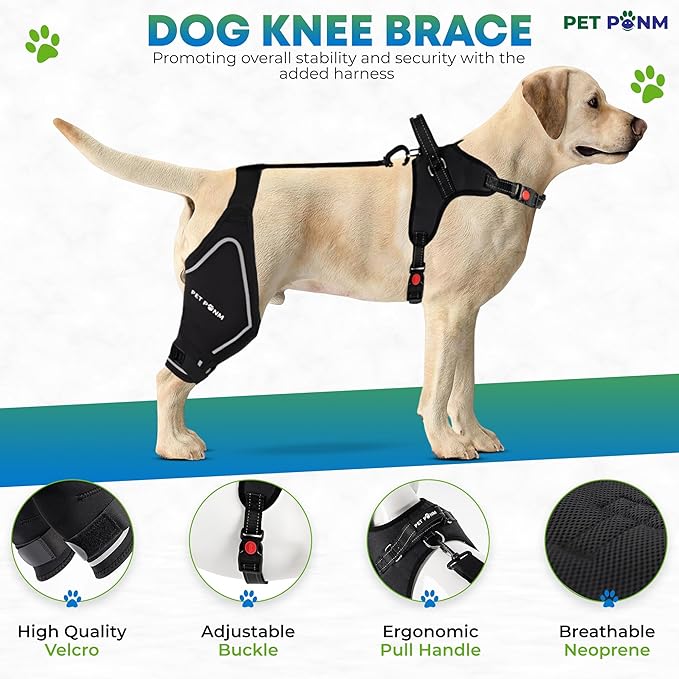 Petpanm- Adjustable Dog Knee Brace- Right Hind Leg with Integreted Harness- Premium Support for Torn ACL, Sprains & Strains Recovery, Enhances Mobility, Comfortable Neoprene - (XLarge).