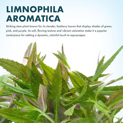 Live Aquarium Stem Plants - Freshwater Aquatic Plant for Fish Tanks, Aquascaping - (Limnophila Aromatica, 1 Bunch)