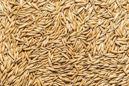 Thunder Acres Non GMO, Certified Organic, Oat Seed (2 lb.)