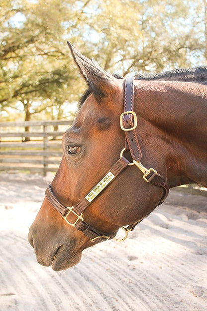 Leather Halter for Horses with Customized Engraved Name Plate Option Halter for Horse | Brown/Brass, Padded Halter (Blue or Green) Black/Brass, Black/Chrome Options