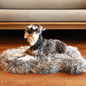 PupRug by Paw.com® Faux Fur Orthopedic Dog Bed - Curve Charcoal Grey