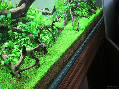 Foreground Potted Live Aquarium Plants | Freshwater Aquatic Plants for Aquariums (Potted Monte Carlo)